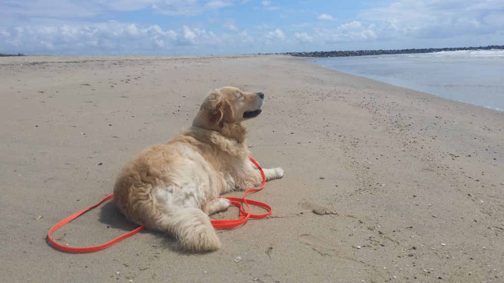 strand+hund